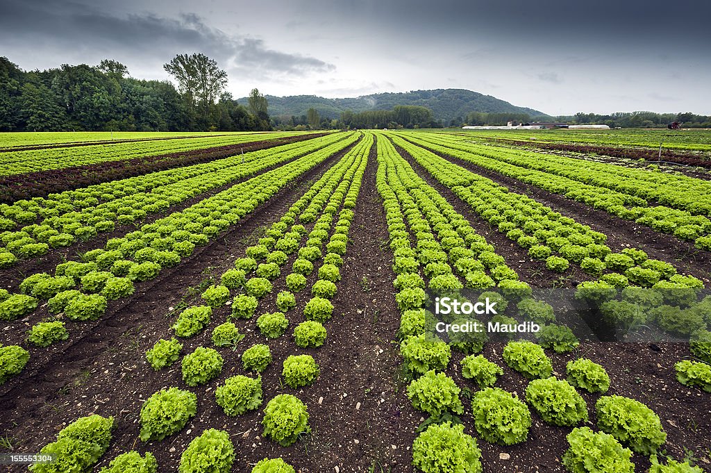 Alface field - Foto de stock de Agricultura royalty-free