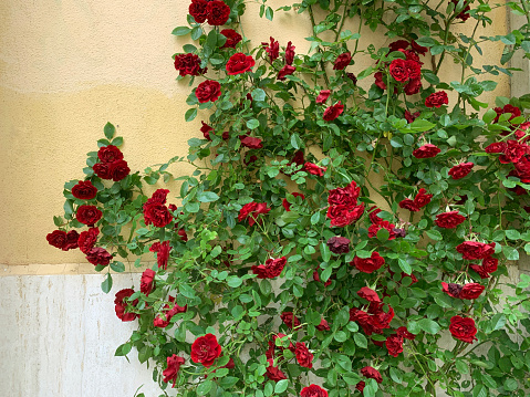Roses climb on a brick wall. Climbing red roses near red stone old wall. Colourful roses on wall. Blooming red rose bush and brick wall.