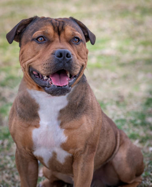 istock Brown Staffordshire Bull Terrier posed on the grass 1555564726