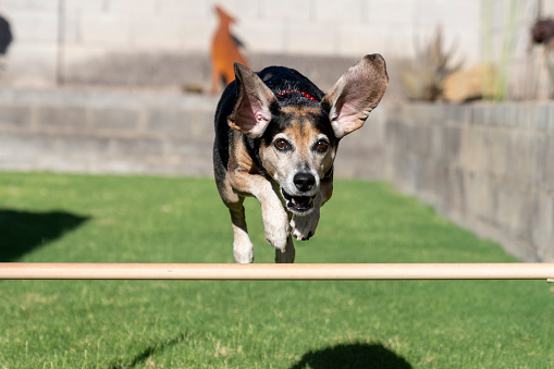 Beagle with his ears flying out going over an agility jump