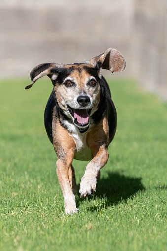 Beagle running in the grass smiling while his ears are flying out