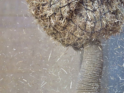 A closeup of an elephant trunk in a pile of hay