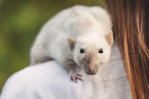 Cute male Dumbo rat, a variety of decorative domestic fancy rat sitting on a shoulder of a girl