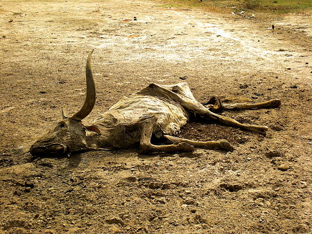 Dead cattle in African Drought The decomposing carcasse of a cow that died due to a drought in Senegal, becoming a more severe problem each year in Western Africa in the course of climate change. dead animal photos stock pictures, royalty-free photos & images