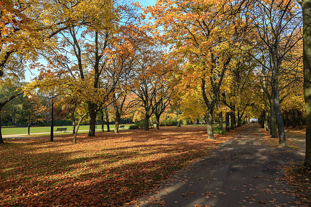 istock Polish golden autumn 155560644