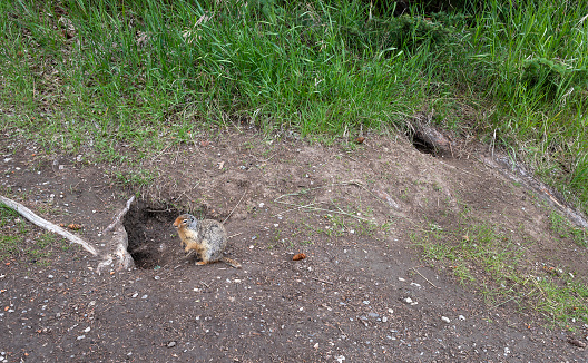 A Columbian ground squirrel (Urocitellus columbianus) in its natural environment in Banff National Park