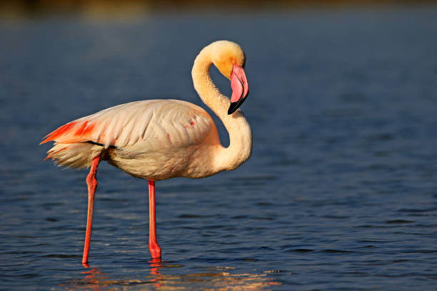 istock Close up Flamigo 1555637202
