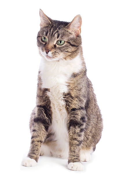 istock european cat sitting 155564867
