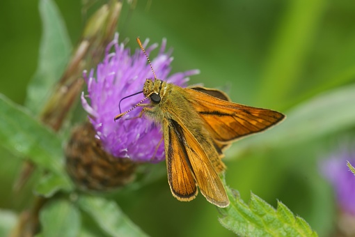 Natural closeup on a European Large skipper butterfly ,Ochlodes sylvanus