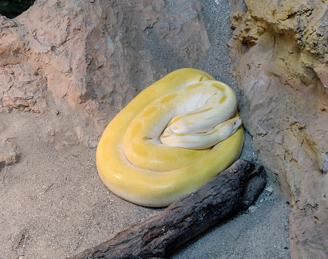 Yellow snake. Closeup view. Macro