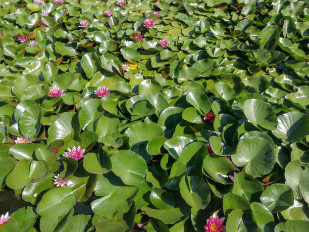 istock Pink water lilies in the lake 1555657872