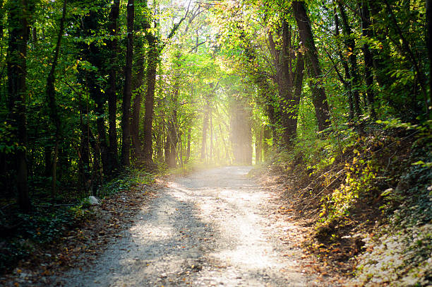 istock Sun filtering in the chestnut wood 155567312