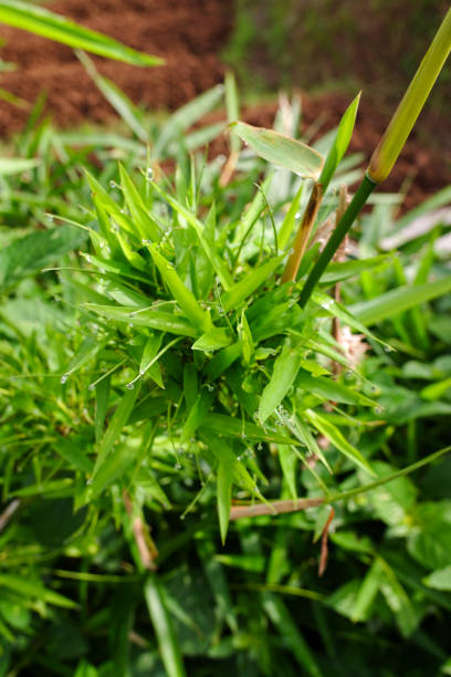 mini bambusowe drzewo - bamboo shoot bamboo indoors plant zdjęcia i obrazy z banku zdjęć