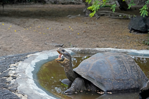 Tortoise breeding center on Isabela island