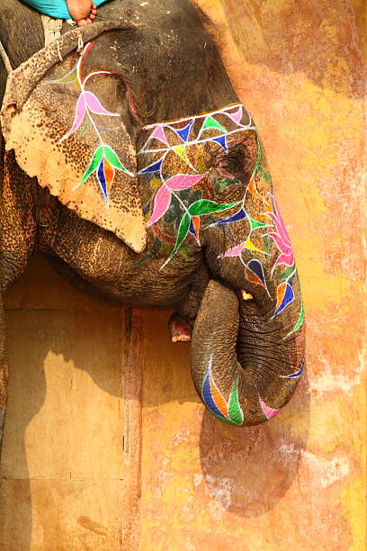 Elephant. India, Jaipur, state of Rajasthan.