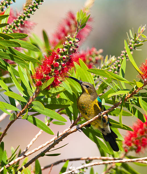 istock Sucking a red bottlebrush flower 155568774
