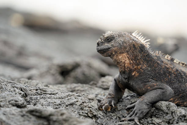 istock Marine iguana on volcanic rocks, side view. Isabela Island, Galapagos 1555688365