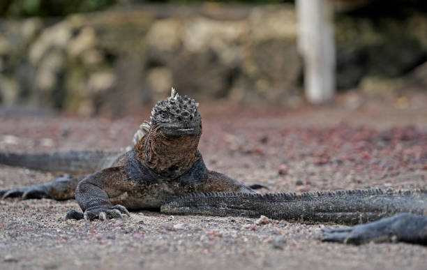 istock Marine Iguana on the ground, Isabela Island, Galapagos 1555688869
