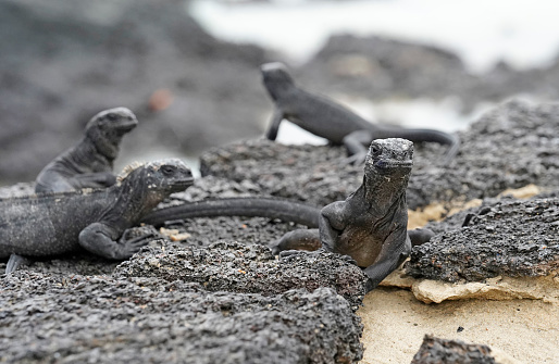Volcanic rocks on the beach, multiple baby marine iguanas
