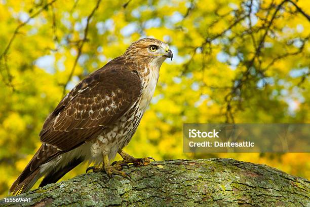 Redtail Hawk Stock Photo - Download Image Now - Red-tailed Hawk, Animal Wildlife, Bird