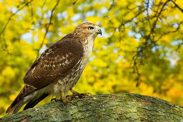 Photo of Redtail Hawk
