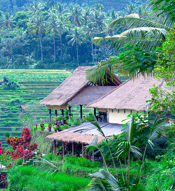 istock Traditional Village with Rice Field in Jungle 155569537