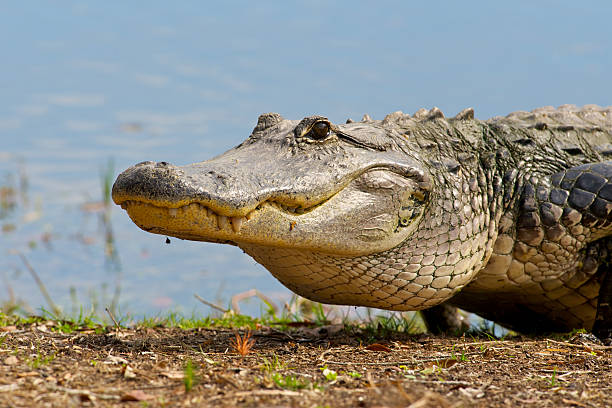 istock American Alligator Head Close Up 155570398