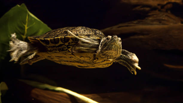 istock Turtle swimming in fish tank. Abstract underwater background or backdrop 1555706593