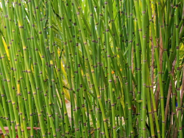 Close-up photography of healthy rough horsetail plants Close-up photography of healthy rough horsetail plants, captured in a garden near the town of Arcabuco, in the eastern Andean mountains of central Colombia. horsetail bamboo stock pictures, royalty-free photos & images