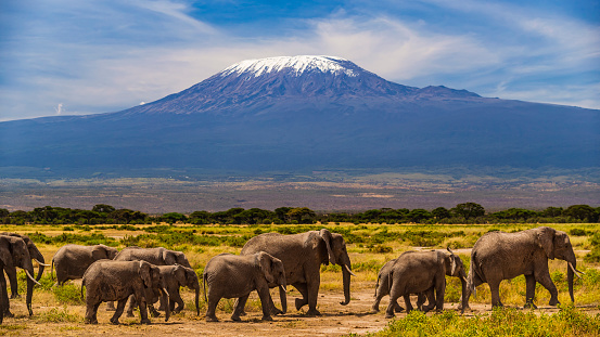 African elephants walking in the Savannah, Mount Kilimanjaro on the background, southern Kenya, Africa