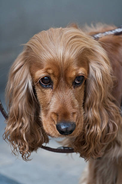 istock Dog portrait 155571743