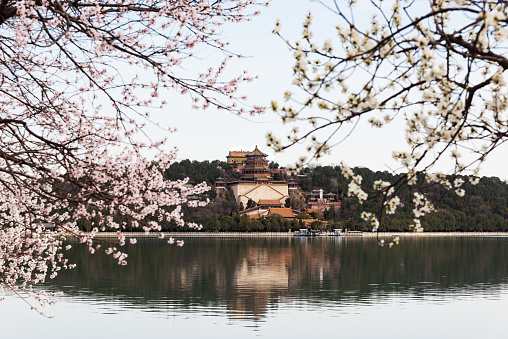 In spring in Beijing, peach blossoms bloom in the Summer Palace.