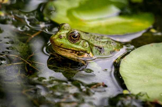 istock Frog in water. Pool frog swimming. Marsh frog with water lily leaf. 1555719952
