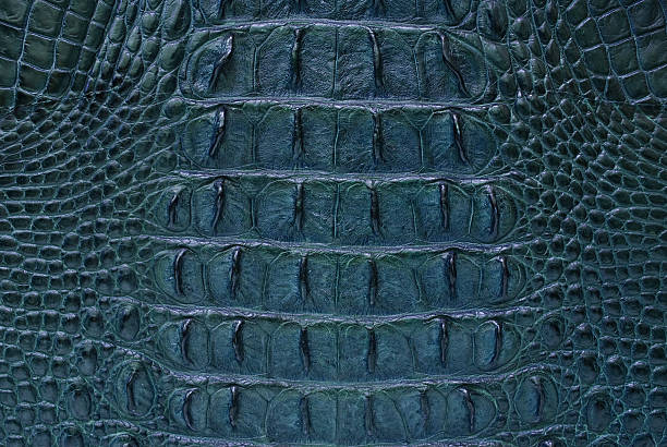 istock freshwater crocodile bone skin texture. 155572397