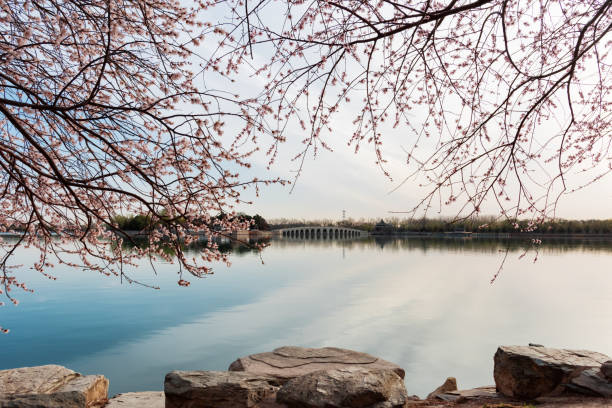 In spring in Beijing, peach blossoms bloom in the Summer Palace.