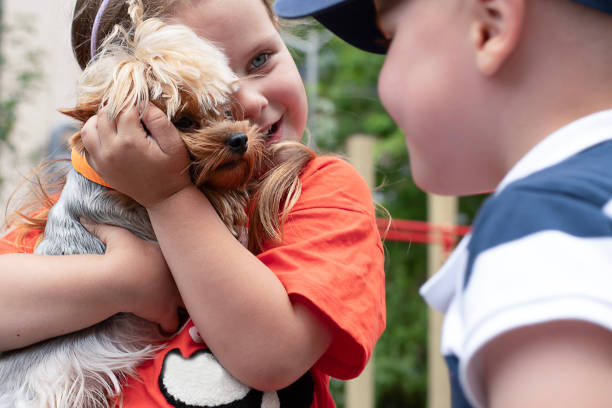 chłopiec i dziewczynka w wieku 5 lat bawią się z małym psem rasy chihuahua. dziewczyna mocno przytula i trzyma w ramionach karłowatego psa. - child caucasian little girls 3 4 years zdjęcia i obrazy z banku zdjęć