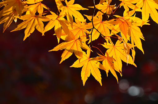 Maple leaves that are lit by the sunlight make them colorful.