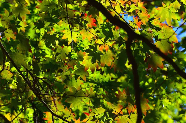 The green maple leaves are changing color in autumn.