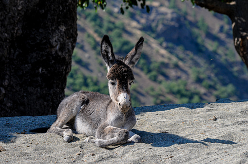 Gray donkey cub lying in the heat