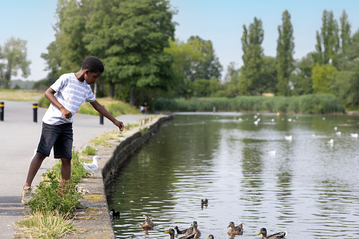 A young boy at his local park feeds ducks by the side of a pond.  It is a sunny summer's day, he is wearing shorts and a t-shirt. There are trees in the backdrop.