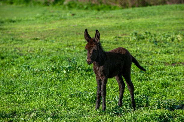 donkey in irish landscape