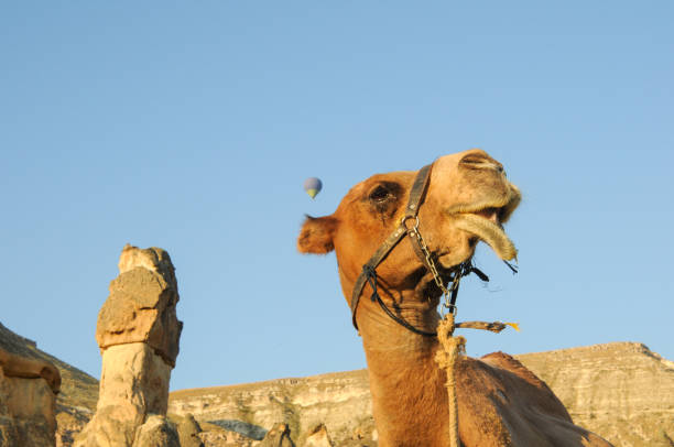 Touristic camel in Cappadocia