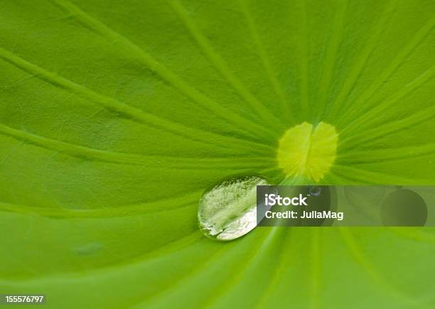 Lotus Foglia Con Una Goccia Dacqua - Fotografie stock e altre immagini di Acqua - Acqua, Ambiente, Asia