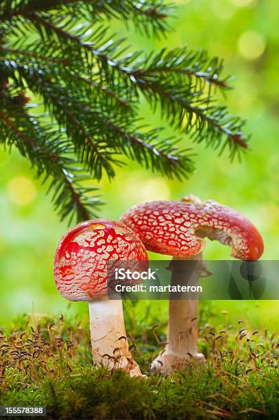 Amanita 독성 버섯 임산 0명에 대한 스톡 사진 및 기타 이미지 - 0명, Boletus, 가문비나무