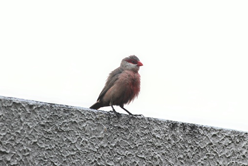 A Common waxbill perched on a white wall. Little bird with ruffled feathers.
