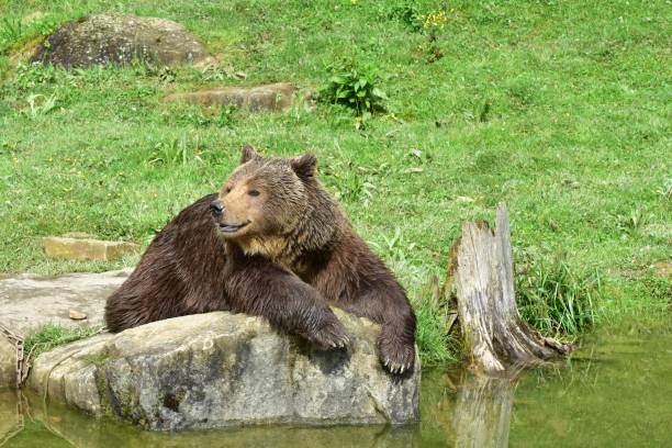 istock Brown bear lying on a rocky outcrop overlooking a tranquil lake. 1555789482