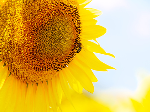 Close-up of a Sunflower in a Sunny Day