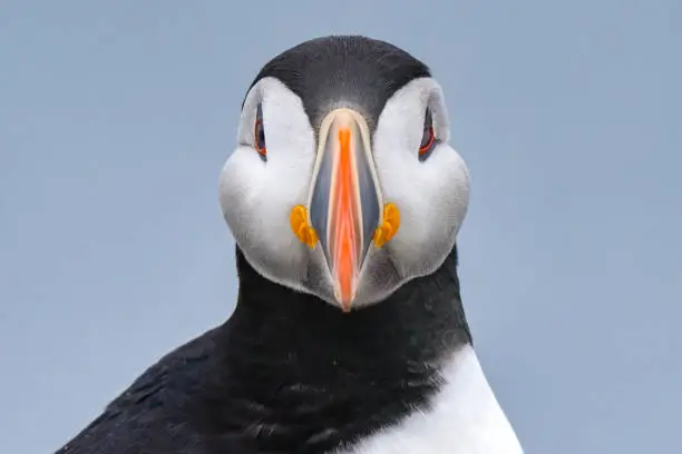 Photo of Headshot of an Atlantic Puffin