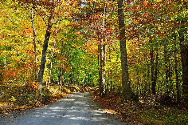 istock Country Road in Autumn 155579826