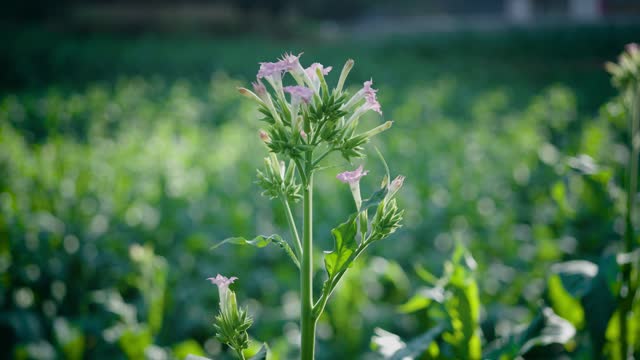 Tobacco flower in the field